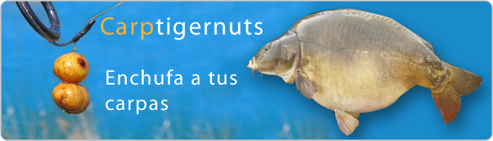 CARP TIGERNUTS