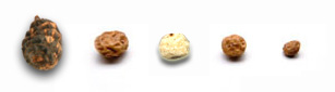 Different tigernuts sizes: Mini, Standard, Large, Black and White