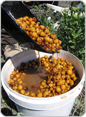 Tigernuts Ready to be used